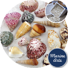 8849-48-P12 - Large Shells - Bargain Box